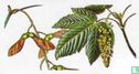 Sycamore - Image 1