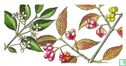 Spindle Tree - Image 1