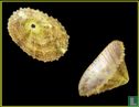 Diodora fuscocrenulata - Image 1