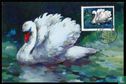 Swans - Image 1