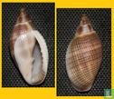 Aphera tessellata