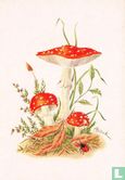 Vliegenzwam - Image 1
