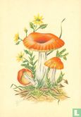 Braakrussula - Image 1