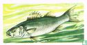 Bass - Image 1