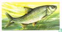 Dace - Image 1