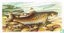 Gudgeon - Image 1