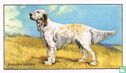 The English Setter - Bild 1