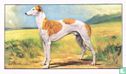 The Greyhound - Bild 1