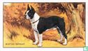 The Boston Terrier - Bild 1