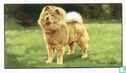 The Chow Chow - Bild 1