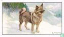The Elkhound - Bild 1