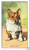 The Welsh Corgi - Bild 1