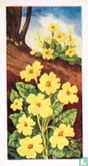 Primrose