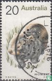 Vombatus ursinus - Image 1
