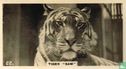 Tiger (Sam) - Image 1
