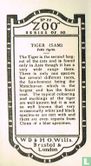Tiger (Sam) - Image 2
