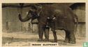 Indian Elephant