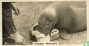Young Walrus (Anders)