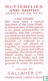 Lime Hawk