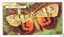 Red Underwing