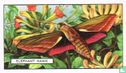 Elephant Hawk - Bild 1