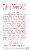 Gold Tail