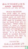 Peach Blossom