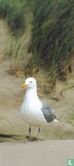 Meeuw op strand