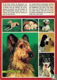 Honden - Image 2