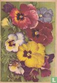 1949-01-2 Violen
