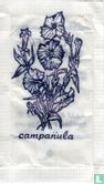 Campanula - Image 1