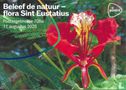 Flora Sint Eustatius - Bild 1