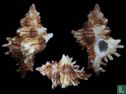 Chicoreus insularum