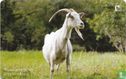 Koza (Capra hircus) - Image 2