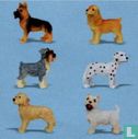 Chien - Image 3