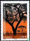 Acacia false gum tree - Image 1