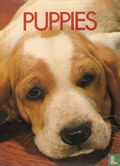Puppies - Image 1