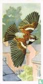 House Sparrow - Image 1