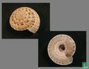 Architectonica nobilis
