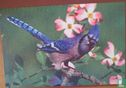 Blue Jay
