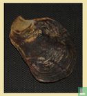 Isognomon bicolor