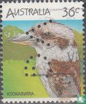 Kookaburra - Image 1
