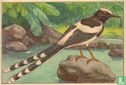 Enicurus / Enicure