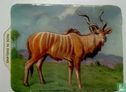 de Koedoe
