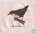 Cinclus Cinclus - Image 1
