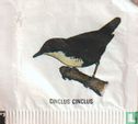 Cinclus Cinclus [3L] - Image 1