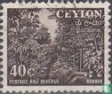 Plantation de caoutchouc