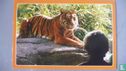 Diergaarde Blijdorp Tijger