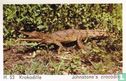 Johnstone's Crocodile