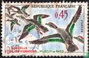 Sarcelle d'hiver - Image 1